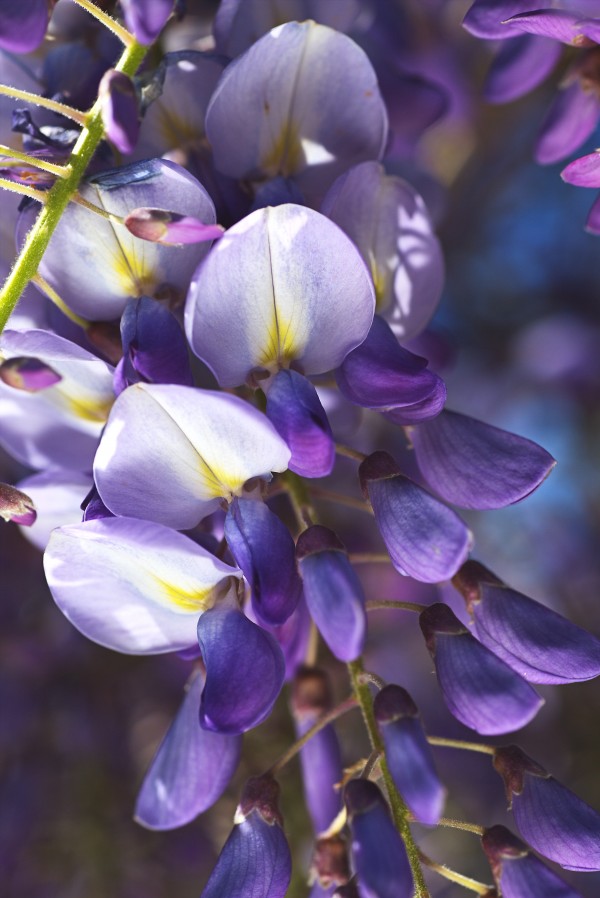 Wisteria In Flowers And Buds by Joy Watson